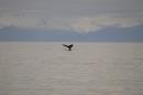 Humpback Sounding in Frederick Sound